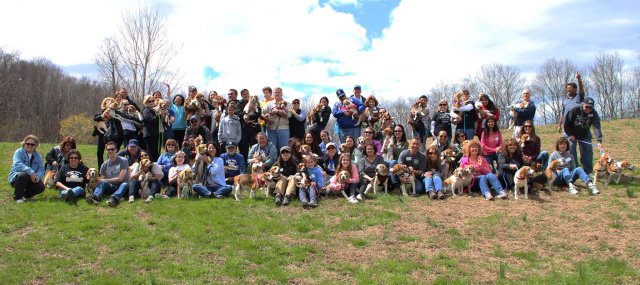 Wantage Dog Park Spring Beagle Meet 2015